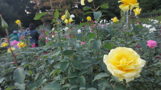 駒込で 薔薇とイタリアン　　　_e0212073_926686.jpg