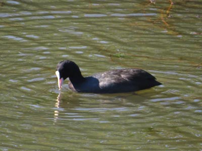 \'１５年１０月平和公園探鳥会_f0160773_16445754.jpg