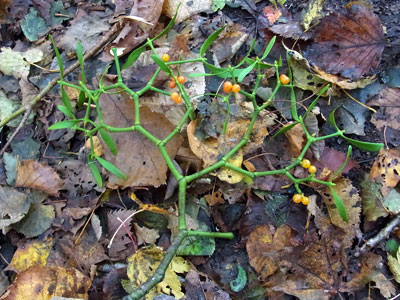 f0083977_1629285.jpg