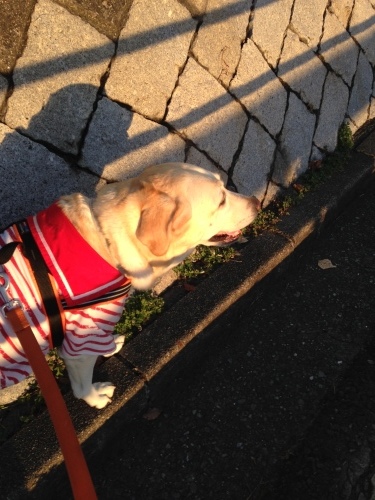 f0315081_20125080.jpeg