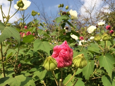 芳光のわらびもちと徳川園 月が昇れば