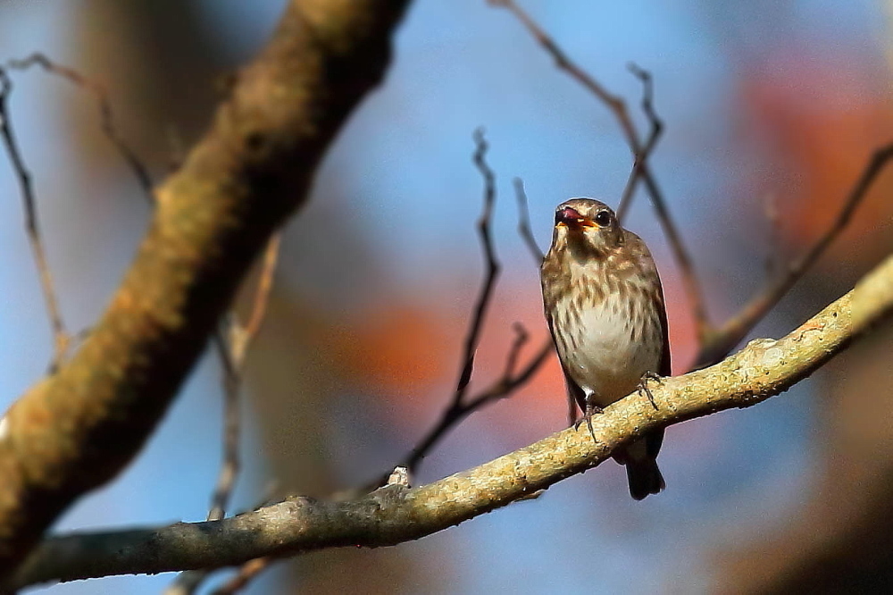 野鳥と紅葉シリーズ…種を吐き出すエゾビタキ_d0334291_19395097.jpg