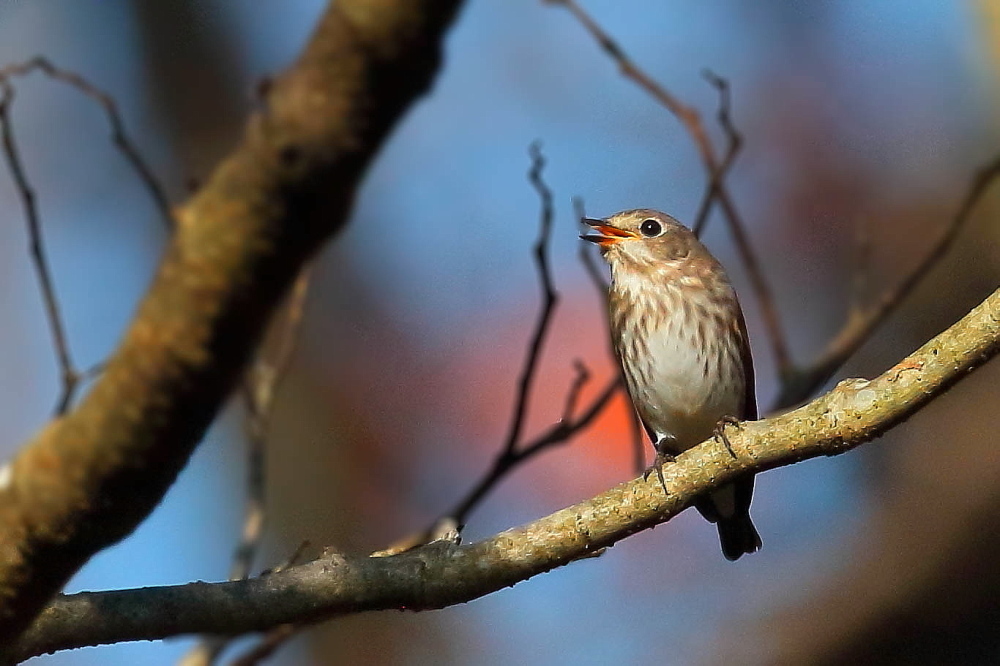 野鳥と紅葉シリーズ…種を吐き出すエゾビタキ_d0334291_19400595.jpg