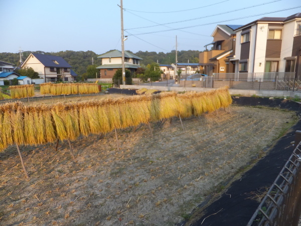 歩こう　緑地を見に行こう　（81）中片添第2緑地_b0212898_20154137.jpg