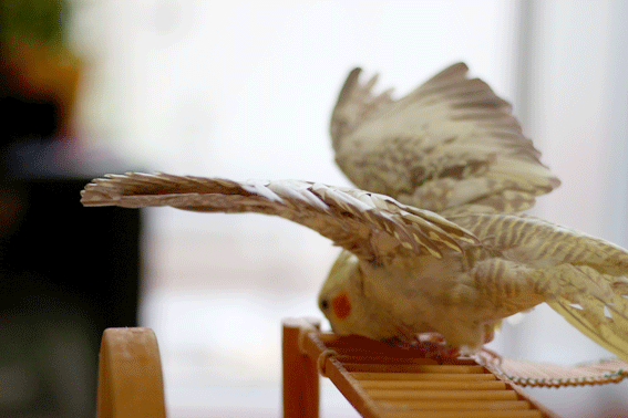 b0240299_13591366.gif