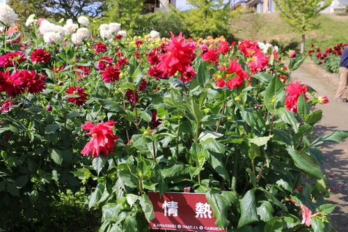 恋のダリヤ・愛のダリヤが咲いてます！川西ダリヤ園・２０１５・・・１３７_c0075701_772972.jpg