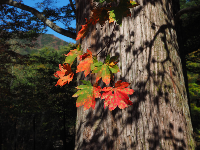 日光と日光周辺の紅葉情報2015_a0320705_07550095.jpg