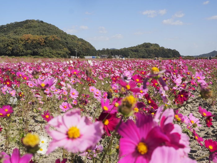 植物友の会 野外観察会「アッケシソウ自生地」_c0116915_032437.jpg