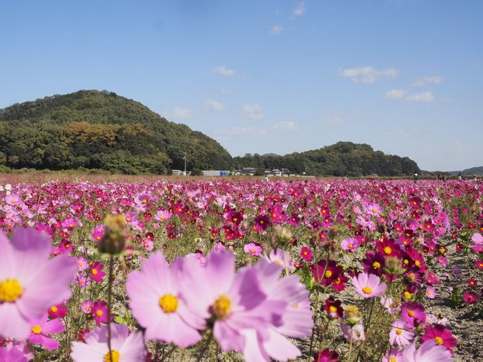 植物友の会 野外観察会「アッケシソウ自生地」_c0116915_0332913.jpg