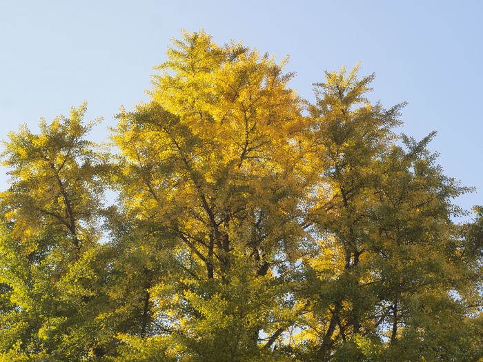 客人神社のライトアップ_c0116915_2349376.jpg
