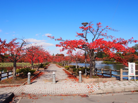 紅葉の猿賀公園(平川市)*2015.10.23_b0147224_1959952.jpg