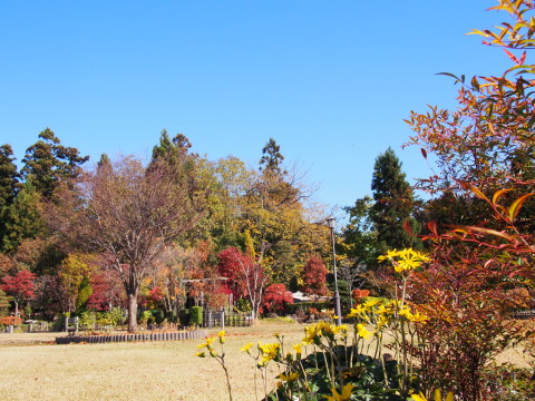紅葉の猿賀公園(平川市)*2015.10.23_b0147224_2034259.jpg