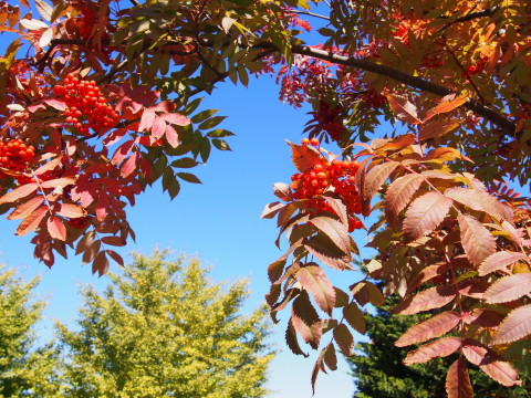 紅葉の猿賀公園(平川市)*2015.10.23_b0147224_2052054.jpg