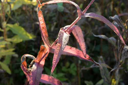 c0107129_11486.jpg