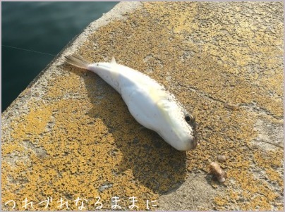 淡路島、3箇所でエビ撒き釣りを試す_d0017632_09085914.jpeg