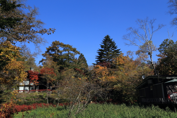 １５年紅葉旅（軽井沢・雲場池）その３_f0229832_16232487.jpg