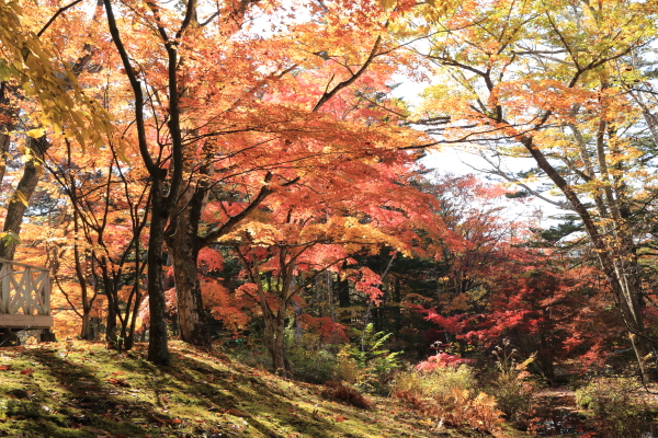 １５年紅葉旅（軽井沢・雲場池）その３_f0229832_1629749.jpg