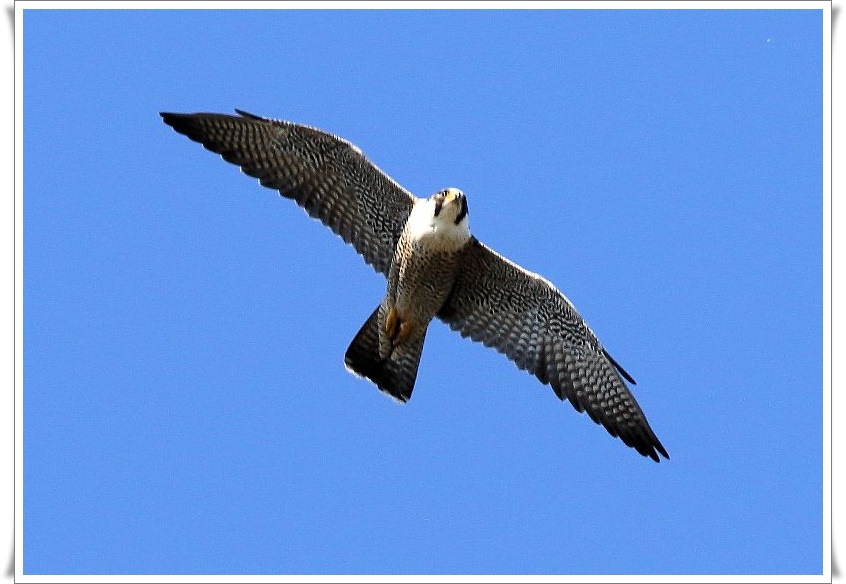 ハヤブサは 留鳥または冬鳥として全国に生息 The Life Of Birds ー 野鳥つれづれ記