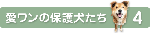 愛ワンの保護犬たち【４】_d0314045_1835465.jpg