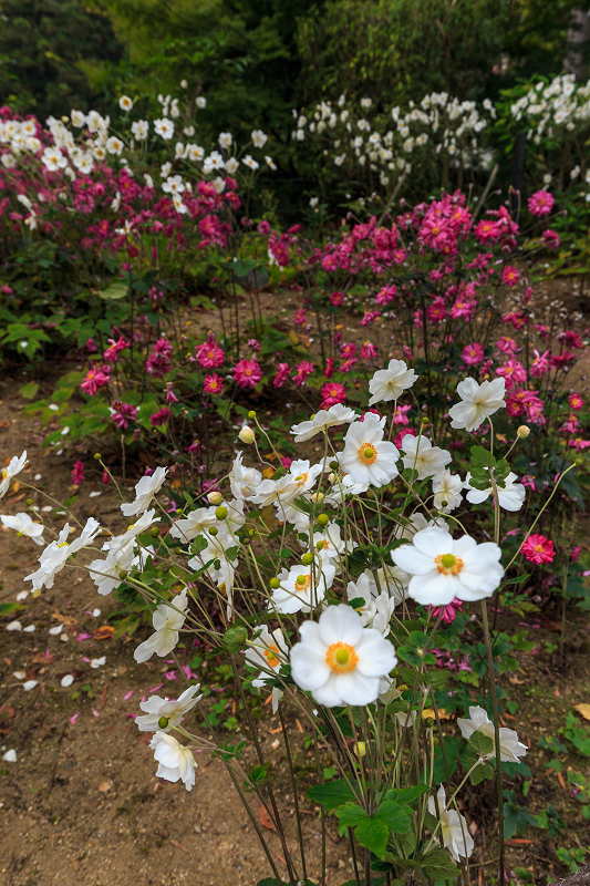 秋明菊咲く善峯寺・前編（山門～本坊）_f0155048_23561258.jpg