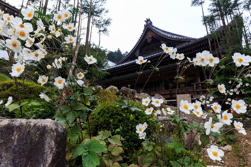 秋明菊咲く善峯寺・前編（山門～本坊）_f0155048_23563492.jpg