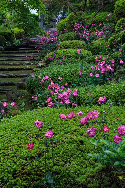 秋明菊咲く善峯寺・前編（山門～本坊）_f0155048_23571978.jpg