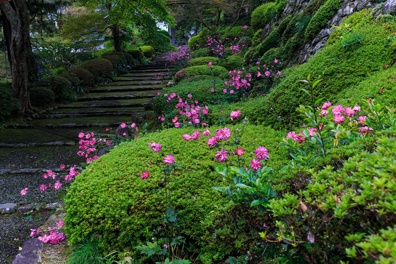 秋明菊咲く善峯寺・前編（山門～本坊）_f0155048_23574833.jpg