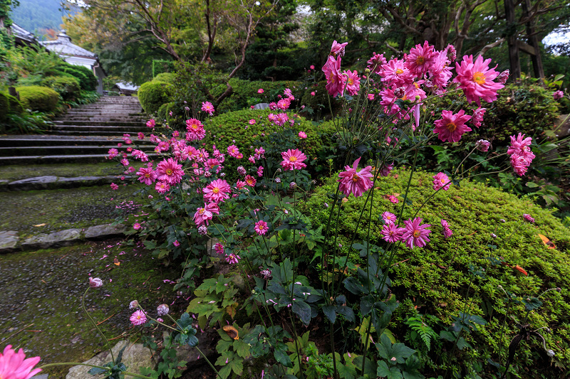 秋明菊咲く善峯寺・前編（山門～本坊）_f0155048_23583759.jpg