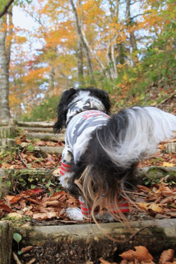 c0145250_11085492.gif