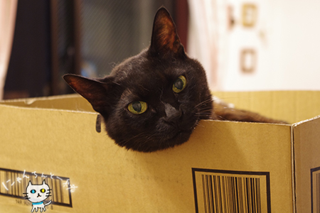 段ボールマンションに住みつく猫_e0031853_17285835.jpg