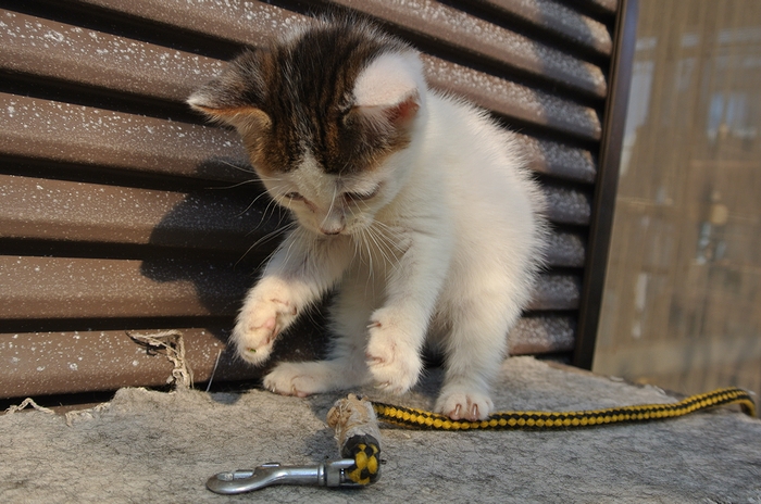 子ねこ園 久々_a0319263_2141555.jpg