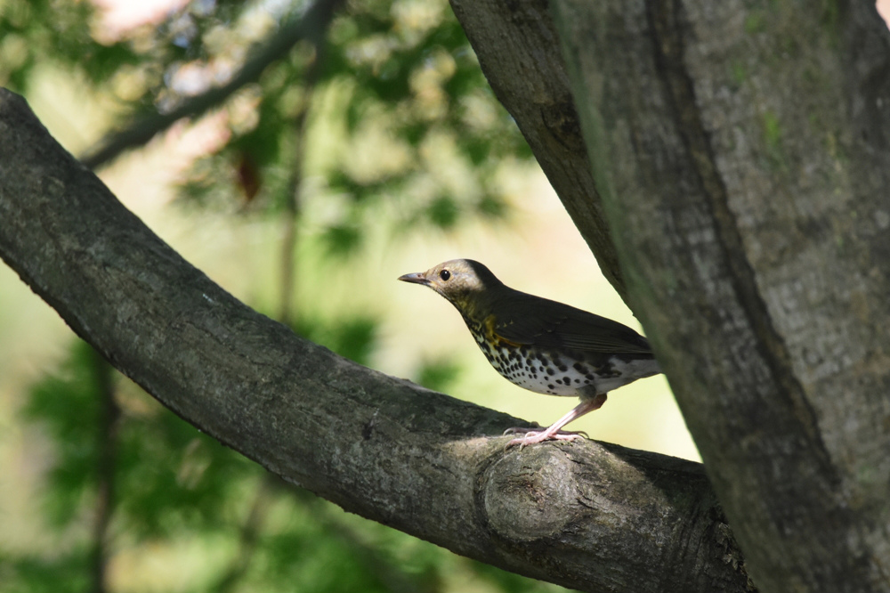 クロツグミ幼鳥_f0053272_9524412.jpg