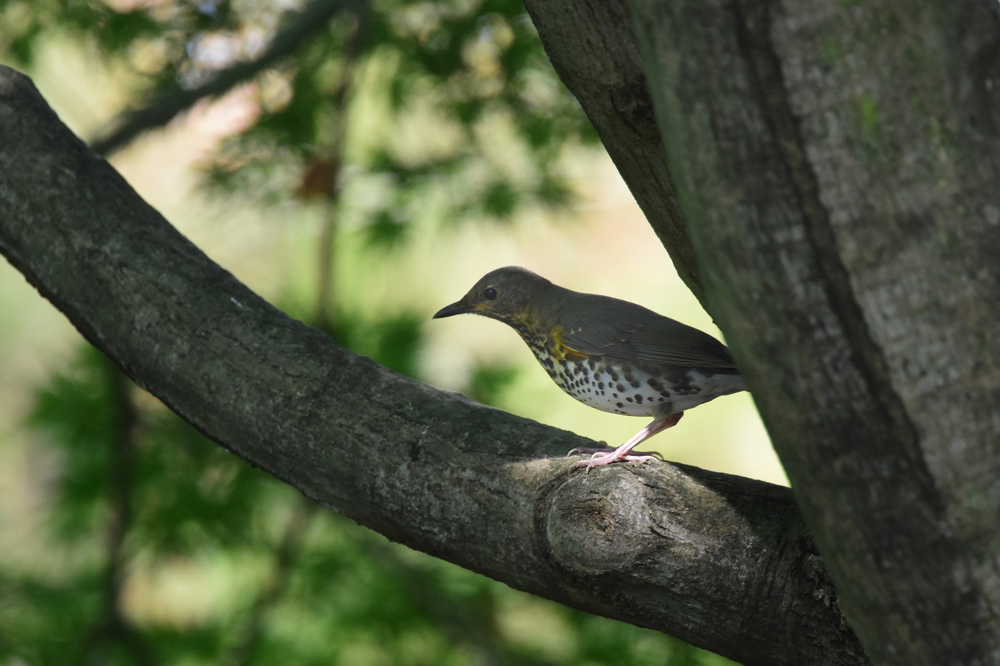 クロツグミ幼鳥_f0053272_952740.jpg