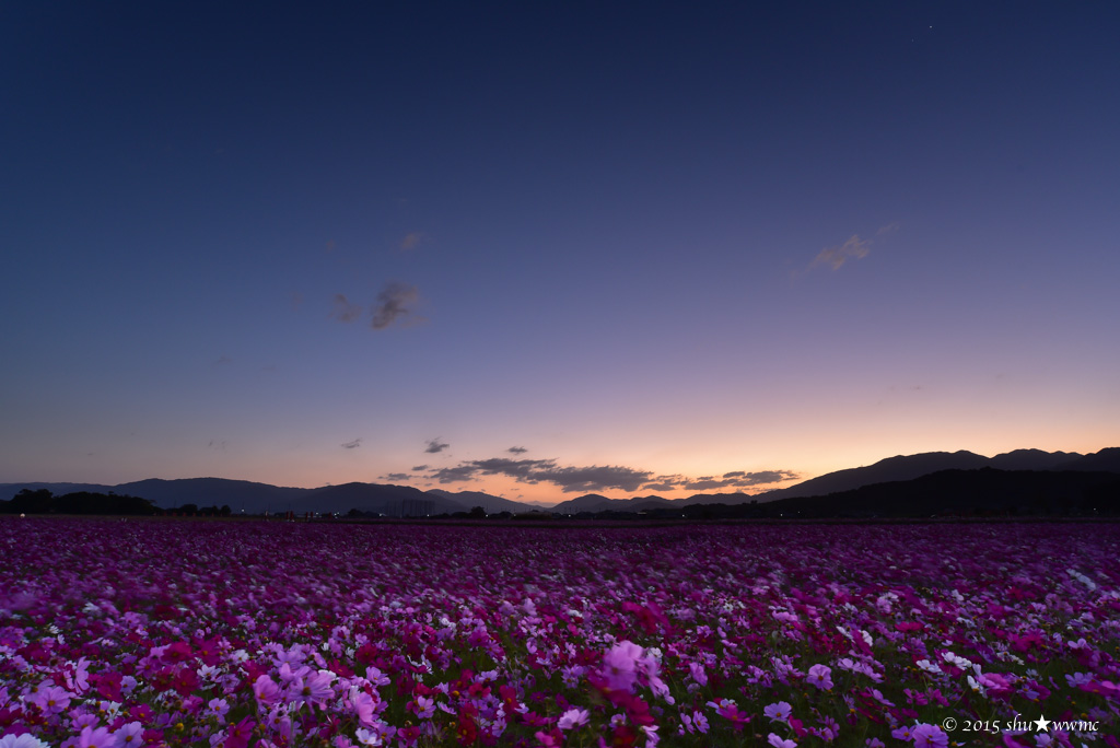 秋桜畑で朝練＿満開_a0142976_1525322.jpg