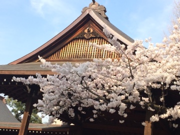 東京の桜の標準木@靖国神社_d0346290_18010837.jpg