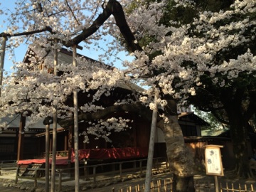 東京の桜の標準木@靖国神社_d0346290_18010873.jpg