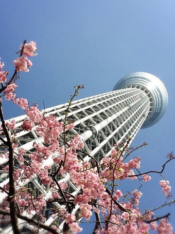 東京スカイツリーと桜。_d0346290_18011186.jpg