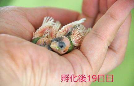 ジュウシマツのヒナ~孵化後16日→18日と餌のこと/リンドウ&百日草とバラ_c0139591_5374340.jpg