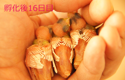 ジュウシマツのヒナ~孵化後16日→18日と餌のこと/リンドウ&百日草とバラ_c0139591_5472482.jpg