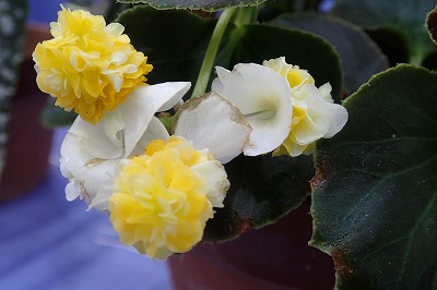 f0203094_14152510.jpg