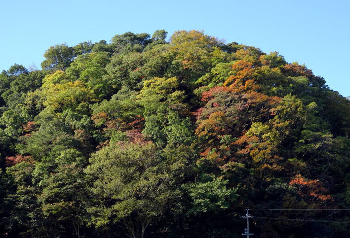 嫁落としの山が色づきだした_b0145296_9222936.jpg