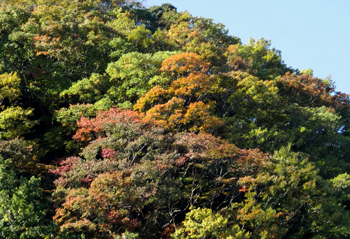 嫁落としの山が色づきだした_b0145296_9224222.jpg