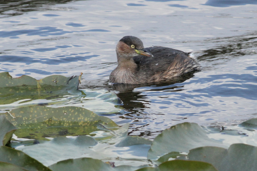 カイツブリほか_c0360399_2139183.jpg