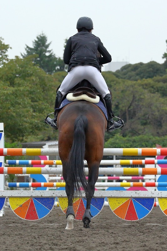 華麗にジャンプするサラブレッドたち 馬事公苑の馬術大会にて その後半 旅プラスの日記