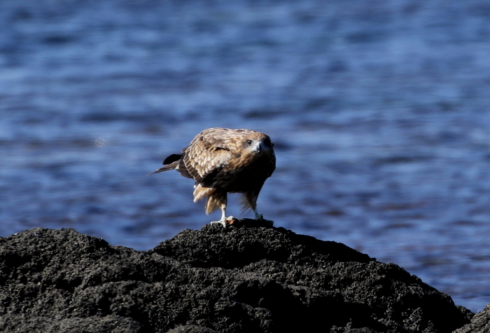 　舳倉島探鳥散策（8）_c0319902_18274995.jpg