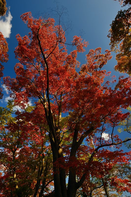 京都府立植物園 ケヤキ並木の紅葉_f0032011_19391321.jpg