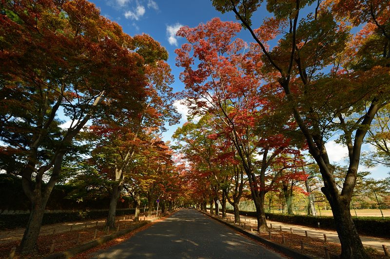 京都府立植物園 ケヤキ並木の紅葉_f0032011_1939353.jpg