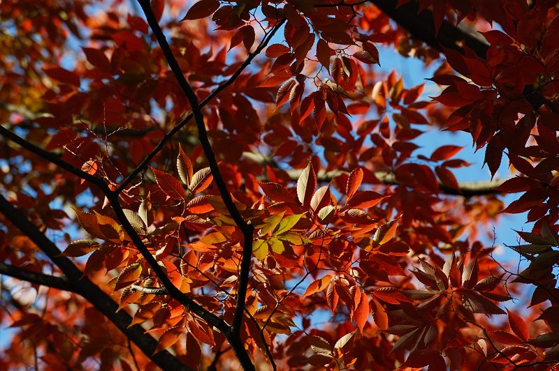 京都府立植物園 ケヤキ並木の紅葉_f0032011_19401913.jpg