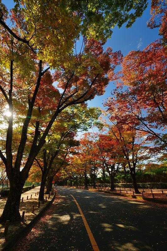 京都府立植物園 ケヤキ並木の紅葉_f0032011_19402982.jpg