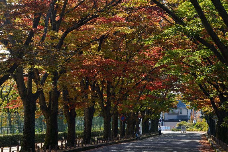 京都府立植物園 ケヤキ並木の紅葉_f0032011_19403916.jpg